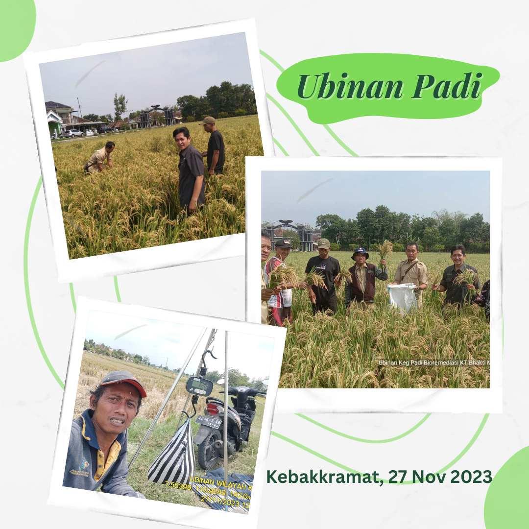 Ubinan Padi di Karanganyar: Data Akurat untuk Ketersediaan Pangan Nasional 🌾🌾